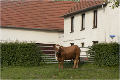 de boerderij van Lies met de * hoeswei *