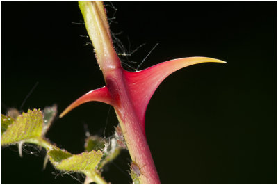 Egelantier - Rosa rubiginosa