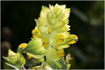 grote Ratelaar - Rhinanthus angustifolius