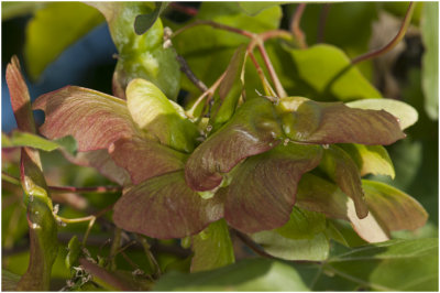 gewone Esdoorn - Acer pseudoplatanus