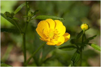 kruipende Boterbloem - Ranunculus repens