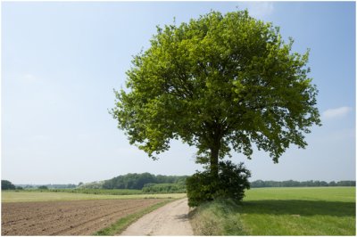 solitaire Zomereik  - Quercus robur