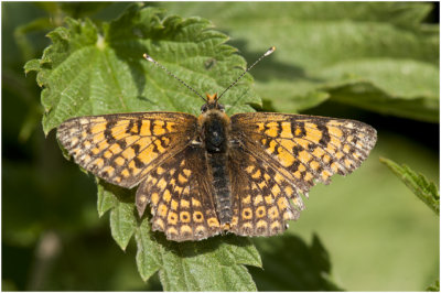 Veldparelmoervlinder - Melitaea cinxia