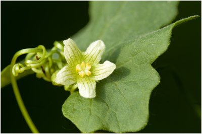 Heggenrank - Bryonia dioica