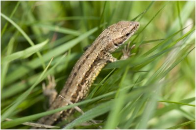 levendbarende Hagedis - Zootoca vivipara - mannetje - male