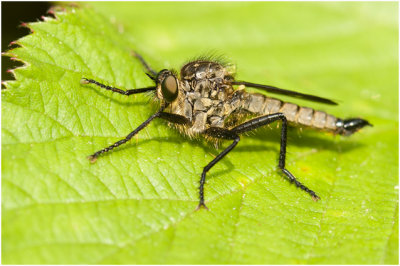 roofvlieg - geen Nederlandse naam  - Dysmachus picipes
