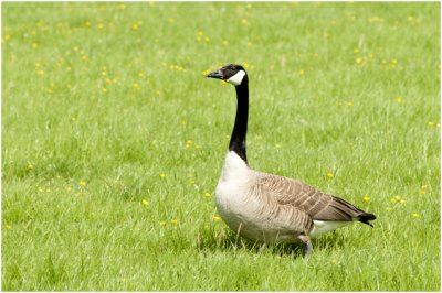 grote Canadese Gans - Branta canadensis