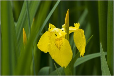 gele lis - Iris pseudacorus