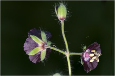 donkere Ooievaarsbek - Geranium phaeum
