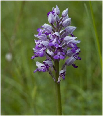Hybride: Aapjesorchis x soldaatje - Orchis simia x Orchis militaris
