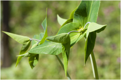 kruisbladige Wolfsmelk - Euphorbia lathyris