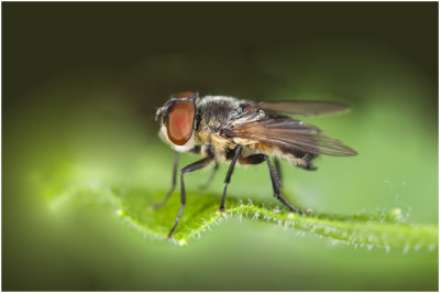 Nederlandse naam nn. - Phasia aurigera