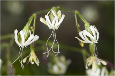 Nachtsilene - Silene nutans