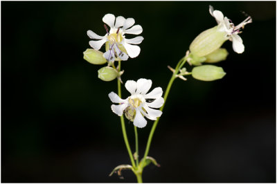 Avondkoekoeksbloem - Silene latifolia