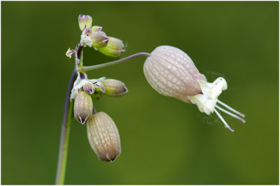 Blaassilene - Silene vulgaris