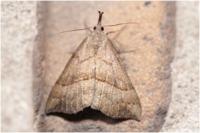 bruine Snuituil - Hypena proboscidalis