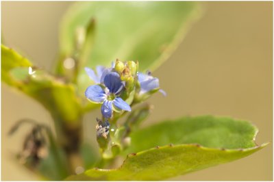 Blauwe waterereprijs - Veronica anagallis-aquatica