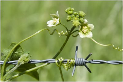 Heggenrank - Bryonia dioica