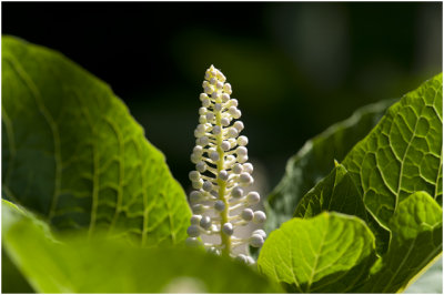 Laurierkers - Prunus laurocerasus