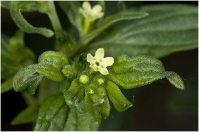 glad Parelzaad - Lithospermum officinale