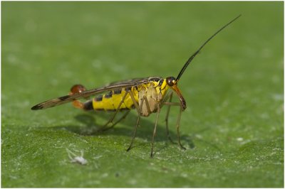 gewone Schorpioenvlieg - Panorpa communis