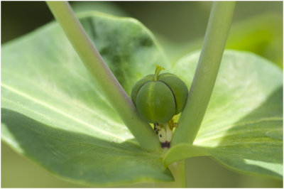 kruisbladige Wolfsmelk - Euphorbia lathyris