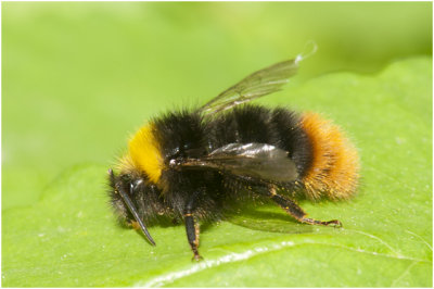 Weidehommel - Bombus pratorum 