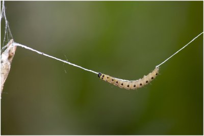 rups van Kardinaalsmutsstippelmot - Yponomeuta cagnagella