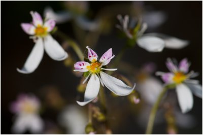 Moederplantje - Saxifraga stolonifera