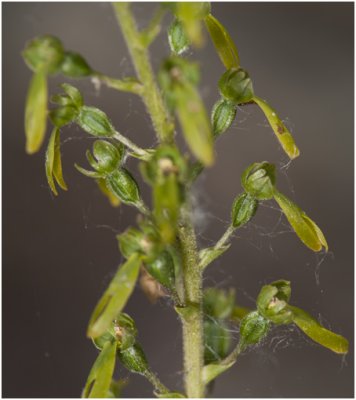 grote Keverorchis - Neottia ovata