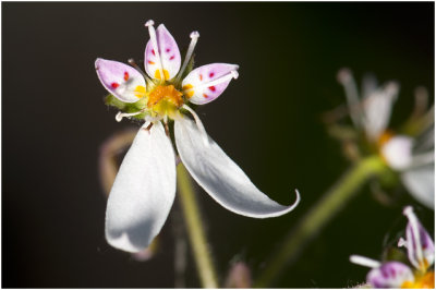 Moederplantje - Saxifraga stolonifera