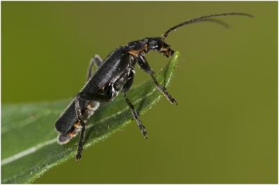 zwart Soldaatje - Cantharis obscura