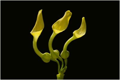 Pijpbloem - Aristolochia clematitis