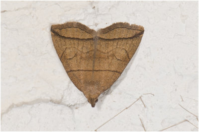 Boogsnuituil - Herminia grisealis