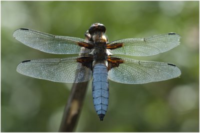 Platbuik - Libellula depressa - mannetje - male