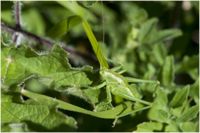 Struiksprinkhaan -Leptophyes punctatissima