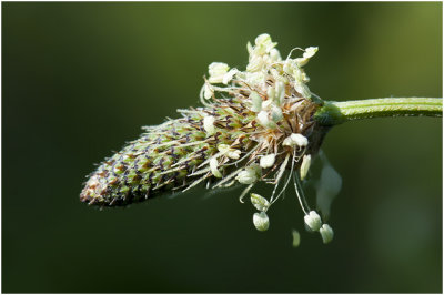 smalle Weegbree - Plantago lanceolata