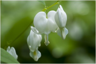 wit gebroken Hartje - Dicentra spectabilis alba