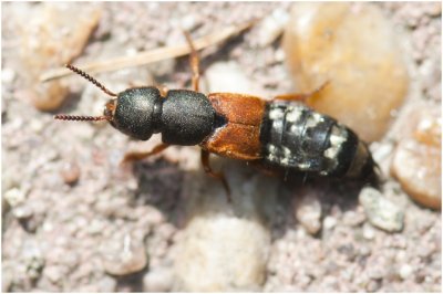 goudgestreepte Kortschildkever - Staphylinus caesareus