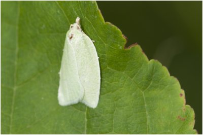 groene eikenbladroller  - Tortrix viridana