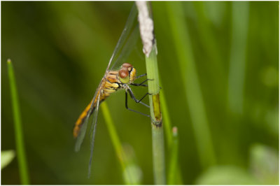 bloedrode Heidelibel - Sympetrum sanguineum - vrouwtje