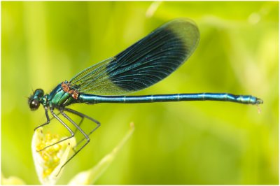 Weidebeekjuffer - Calopteryx splendens