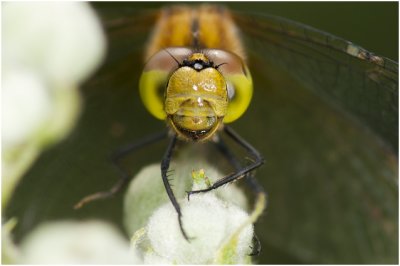 bloedrode Heidelibel - Sympetrum sanguineum - vrouwtje - frontmacro