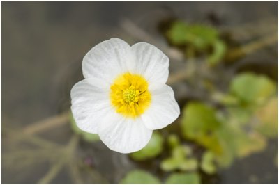 grote Waterranonkel - Ranunculus peltatus