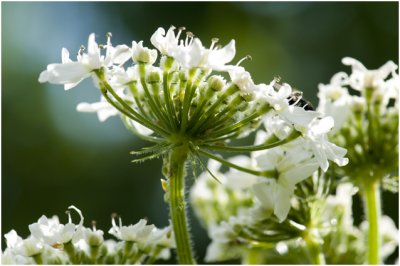 gewone Berenklauw - Heracleum sphondylium