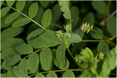 Hokjespeul - Astragalus glycyphyllos