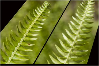 Dubbelloof - Blechnum spicant