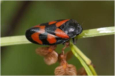 Bloedcicade - Cercopis vulnerata