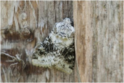 tweekleurige Uil - Hecatera bicolorata
