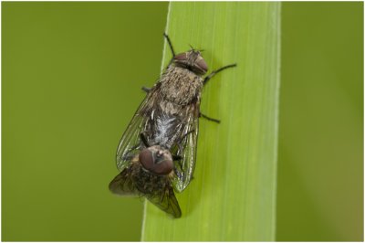 Vleesvlieg ondersoort nn. - Pollenia spec.